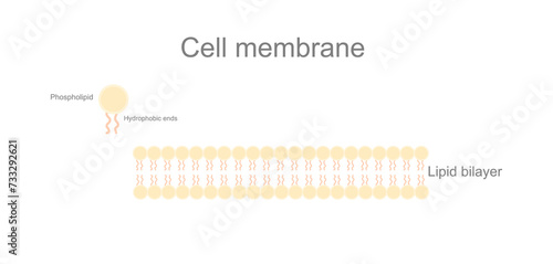 A picture represents the structure of cell membrane that shows lipid bilayer feature : Phospholipid and Hydrophobic end.