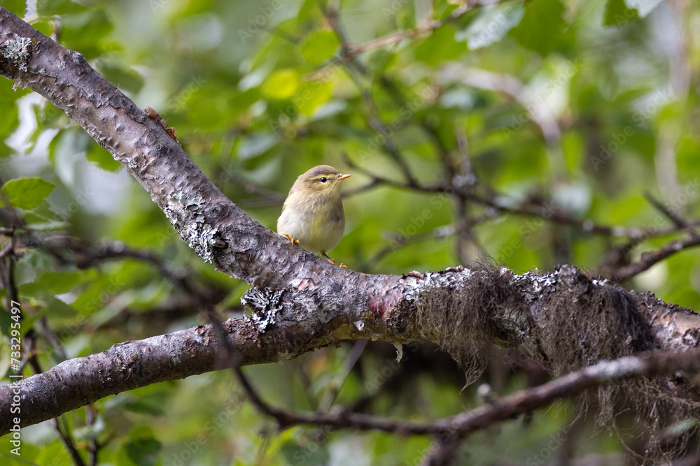Willow warbler on a branch Willow warbler on a branch