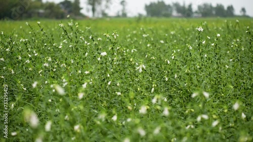 Sesame plants with flowers in a field. Delicate plants sway gracefully in the gentle breeze, their vibrant flowers adding a touch of beauty to the tranquil landscape of nature's garden