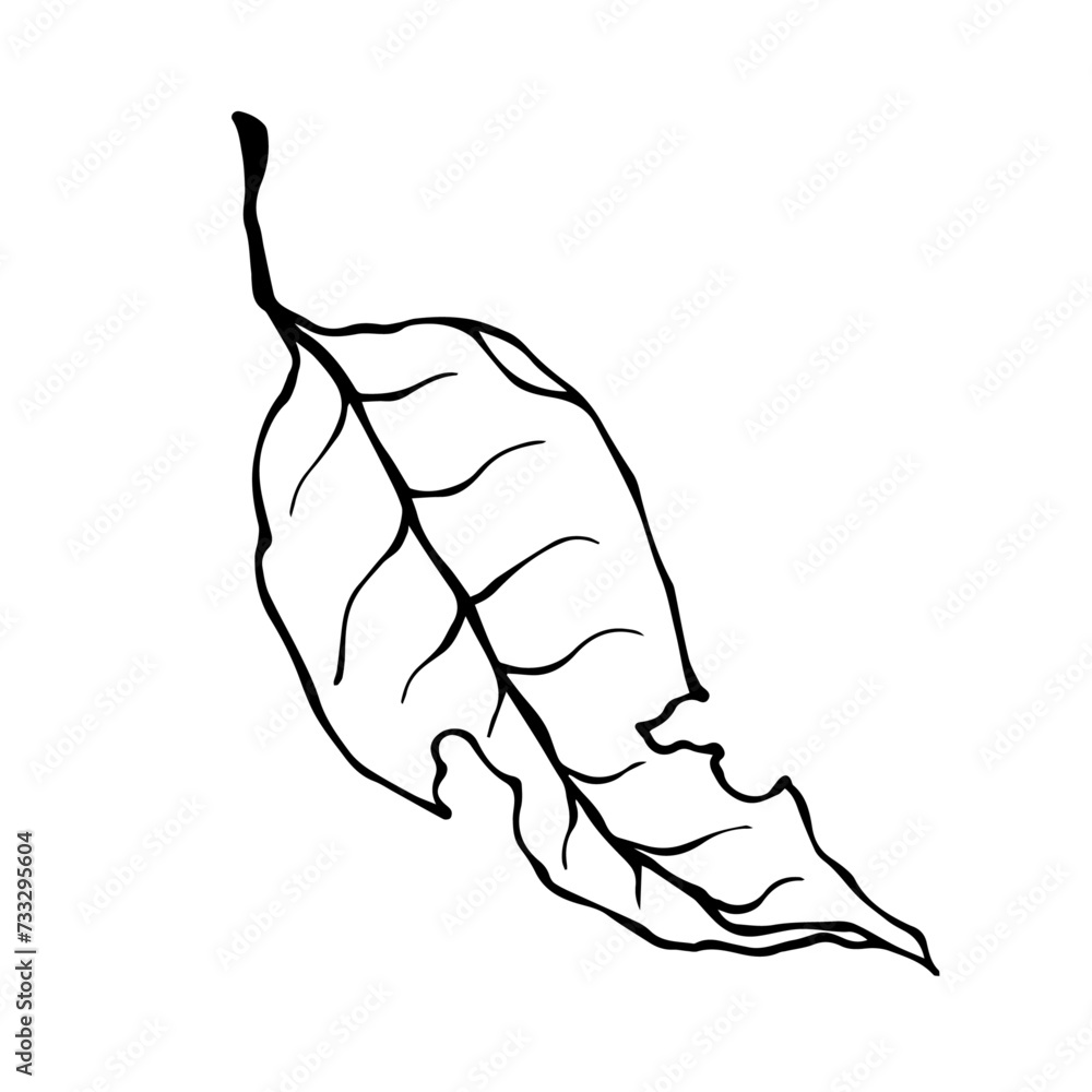 Linear sketch, doodles of a dry autumn lith. Vector graphics. Linear sketch, doodles of a dry autumn lith. Vector graphics.
