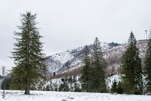 Górska, tatrzańska przyroda zimą