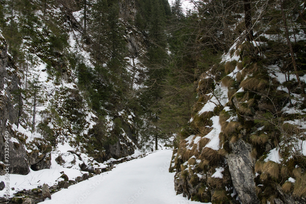 Tatry, szlak do doliny Kościeliska w zimie - obrazy, fototapety, plakaty 