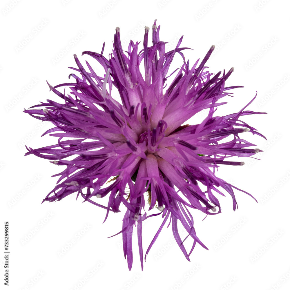 Top view of Brownray Knapweed aka Centaurea jacea. Single pink flower on green stem. Isolated cutout on a transparent background. Top view of Brownray Knapweed aka Centaurea jacea. Single pink flower on green stem. Isolated cutout on a transparent background.