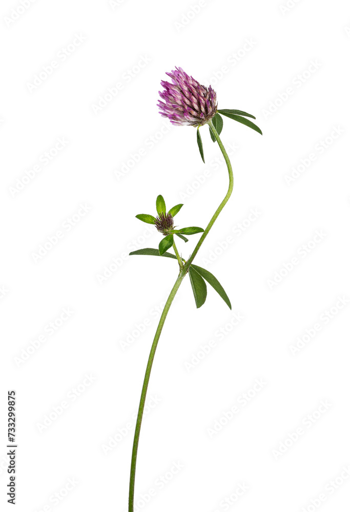 Side view of pink clover aka Trifolium pratense flower on stem. Isolated cutout on a transparent background.