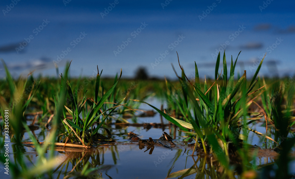 Fototapeta premium Feldbewässerung