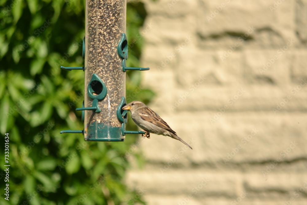 Naklejka premium House Sparrow - female at feeder