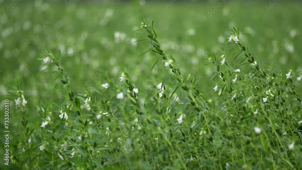 Sesame plants with flowers in a field. Delicate plants sway gracefully in the gentle breeze, their vibrant flowers adding a touch of beauty to the tranquil landscape of nature's garden Sesame plants with flowers in a field. Delicate plants sway gracefully in the gentle breeze, their vibrant flowers adding a touch of beauty to the tranquil landscape of nature's garden