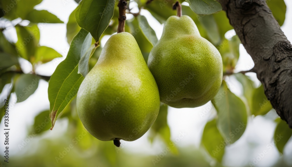 Two green pears hanging from a tree Two green pears hanging from a tree