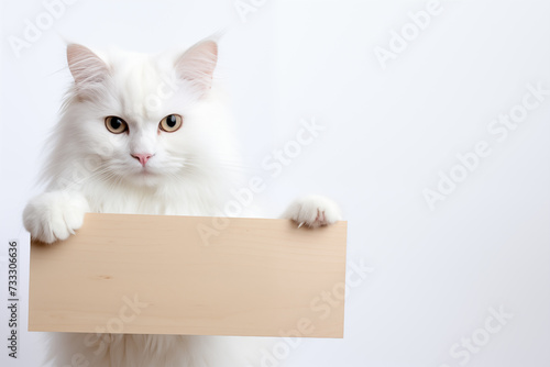 Cat holding white sign on white background. Pets. Zoo service. Veterinary clinic