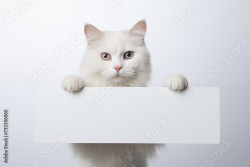 Cat holding white sign  on white background. Pets. Zoo service. Veterinary clinic