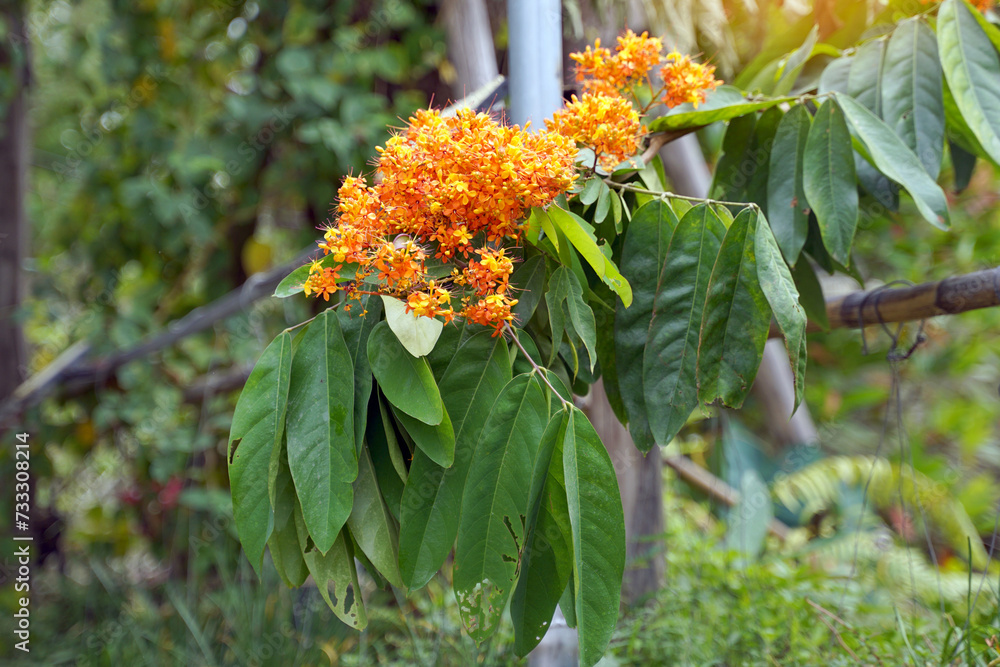 Asoke tree with reddish-yellow flowers When fully bloomed, it is red. Flowers and young shoots can be used as food and can be eaten as a vegetable. Soft and selective focus. Asoke tree with reddish-yellow flowers When fully bloomed, it is red. Flowers and young shoots can be used as food and can be eaten as a vegetable. Soft and selective focus.