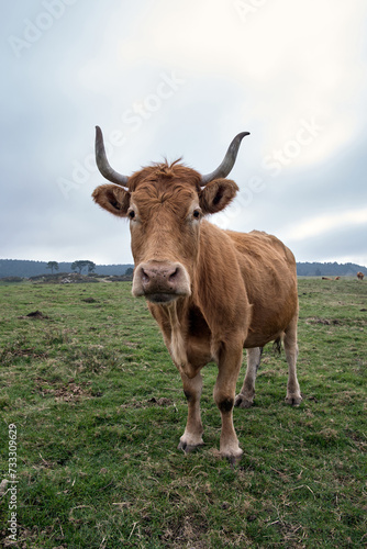 Wild cow looking at camera in the meadow