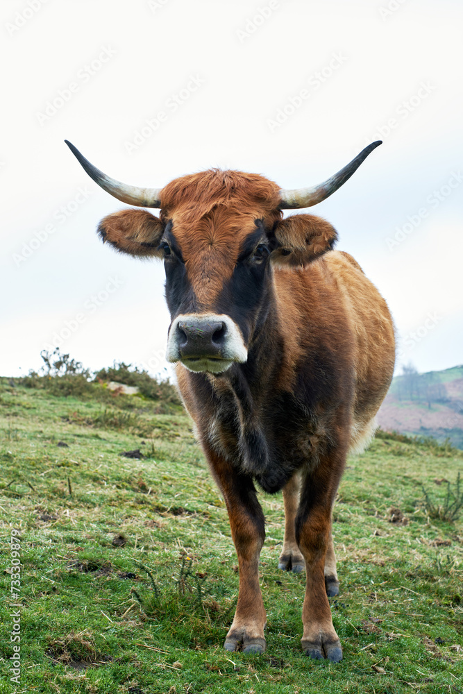 Wild cow looking at camera in the meadow