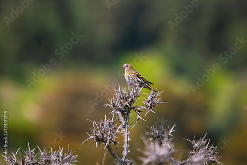 beautiful bird Siskin sitting on a thin branch © lom742