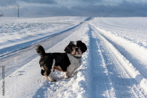 dog in the snow