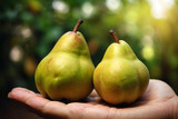 Capture of pear fruits isolated on hand against blurred background. Pear fruit. Fresh Pear fruit isolated on hand. Pears on hand. Tasty fruit of Asian pear. Asian pears. With Selective Focus.