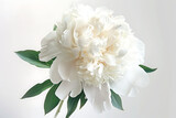 beautiful white peony flower a flower or bouquet in t