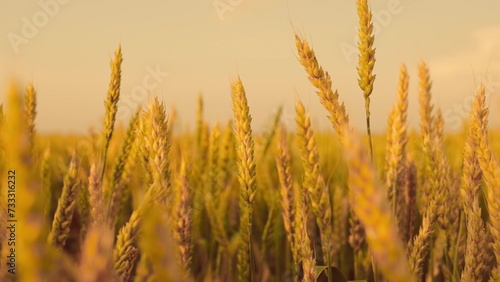 Yellow ears of wheat ripening in field in summer during sunset. Agricultural business. Growing grain of wheat, farmers field. Big harvest of wheat. Ecologically clean wheat grain grown on fertile land