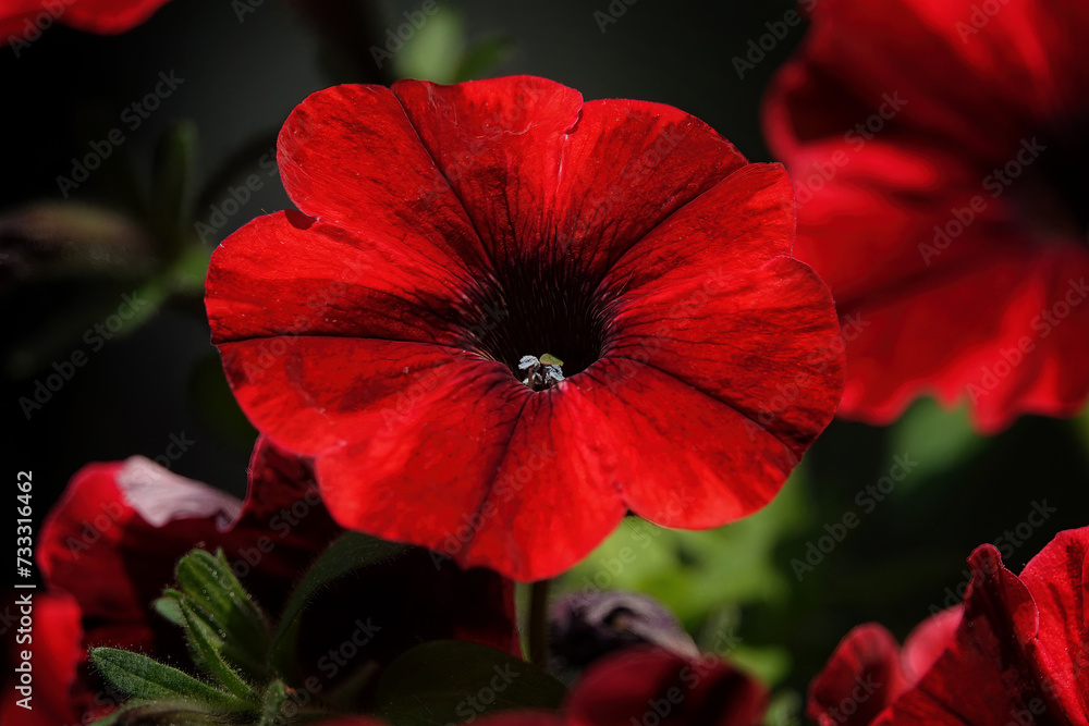 Closeup of dark red petunia flower against a dark background