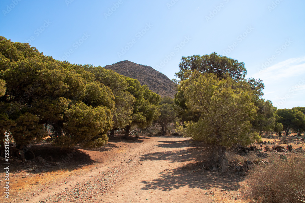 Camino rodeado de pinos en el parque natural de Cabo de Gata. Camino de acceso a la playa de Los Genoveses, en San José, Almería, España. Camino rodeado de pinos en el parque natural de Cabo de Gata. Camino de acceso a la playa de Los Genoveses, en San José, Almería, España.