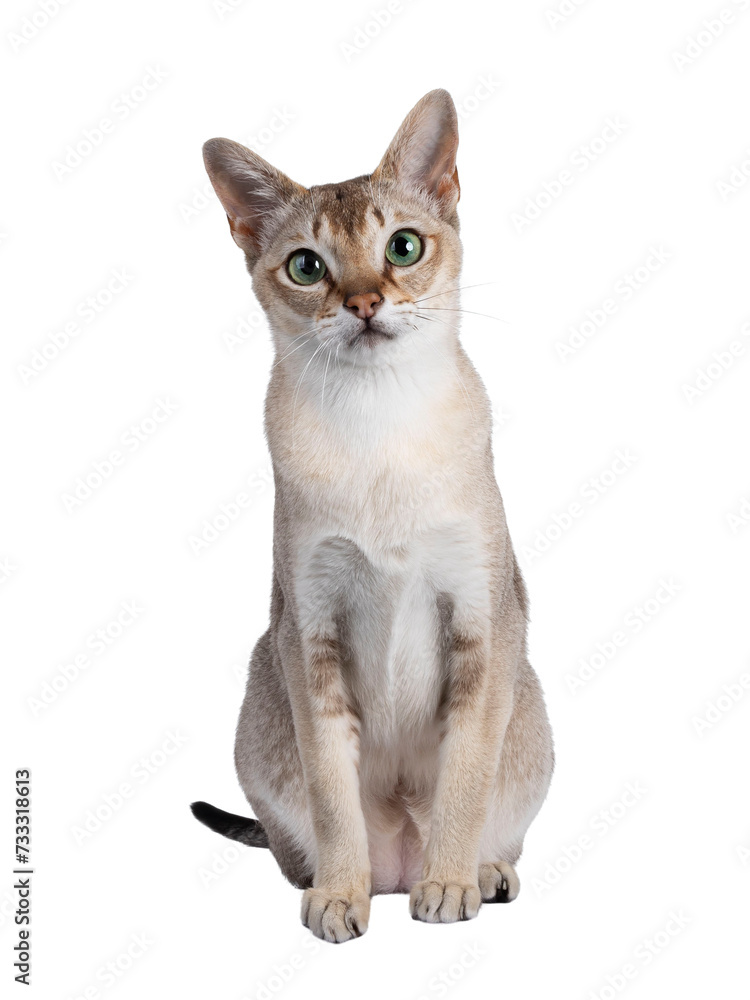 Handsome young adult Singapura cat, sitting up facing front. Looking straight at camera with mesmerising green eyes. Isolated cutout on a transparent background. Handsome young adult Singapura cat, sitting up facing front. Looking straight at camera with mesmerising green eyes. Isolated cutout on a transparent background.