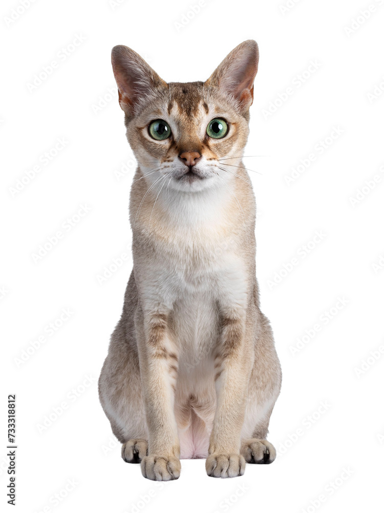 Handsome young adult Singapura cat, sitting up facing front. Looking straight at camera with mesmerising green eyes. Isolated cutout on a transparent background.