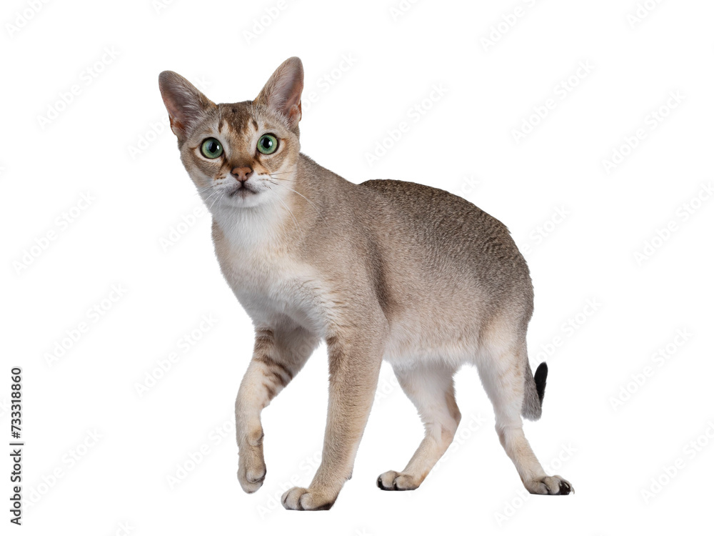 Handsome young adult Singapura cat, walking side ways. Looking straight at camera with mesmerising green eyes. Isolated cutout on a transparent background.