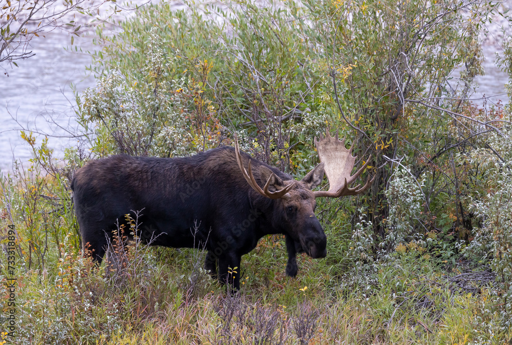 Bull Moose During the Fall Rut in Wyoming Bull Moose During the Fall Rut in Wyoming