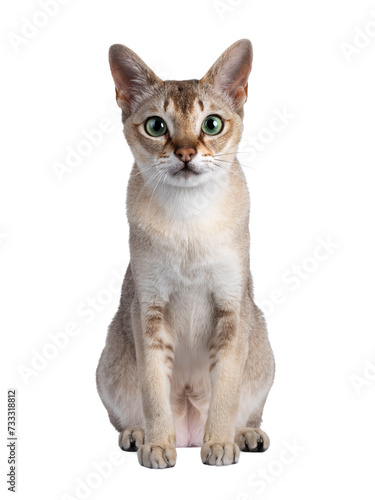 Handsome young adult Singapura cat, sitting up facing front. Looking straight at camera with mesmerising green eyes. Isolated cutout on a transparent background. © Nynke