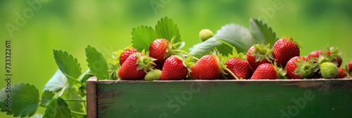 abstract colorful background of ripe strawberries in a wooden box