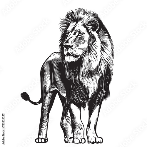 Fototapeta Naklejka Na Ścianę i Meble -  Lion portrait lion standing sketch hand drawn