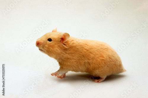 Hamster doré, Mesocritus auratus