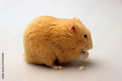 Hamster doré, Mesocritus auratus photo