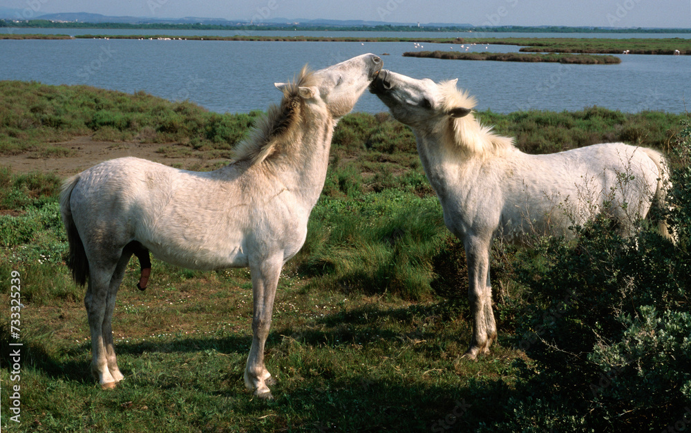 Cheval, race Camarguaise, Camargue, 34, Herault, France Cheval, race Camarguaise, Camargue, 34, Herault, France