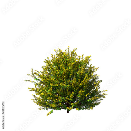 Berberis, barberry, bushes, shrubs, evergreen, small tree, bush, tree, big tree, light for daylight, easy to use, 3d render, isolated