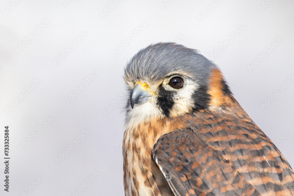 Fototapeta premium Female American kestrel (Falco sparverius)