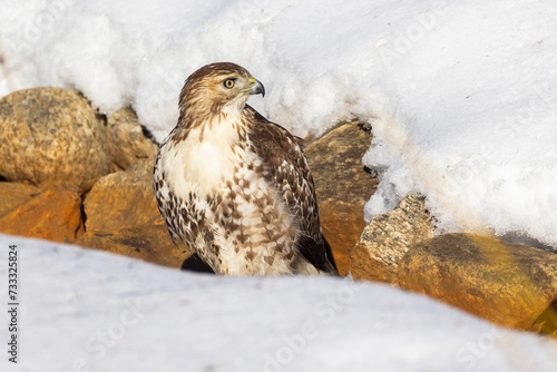 red-tailed hawk (Buteo jamaicensis) in winter