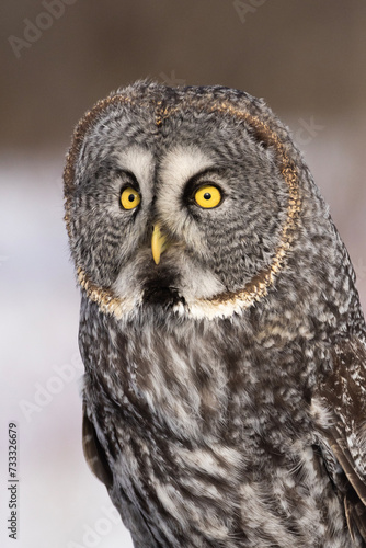 great grey owl (Strix nebulosa) portrait