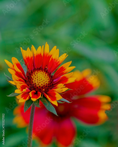 Gaillardia Flowers