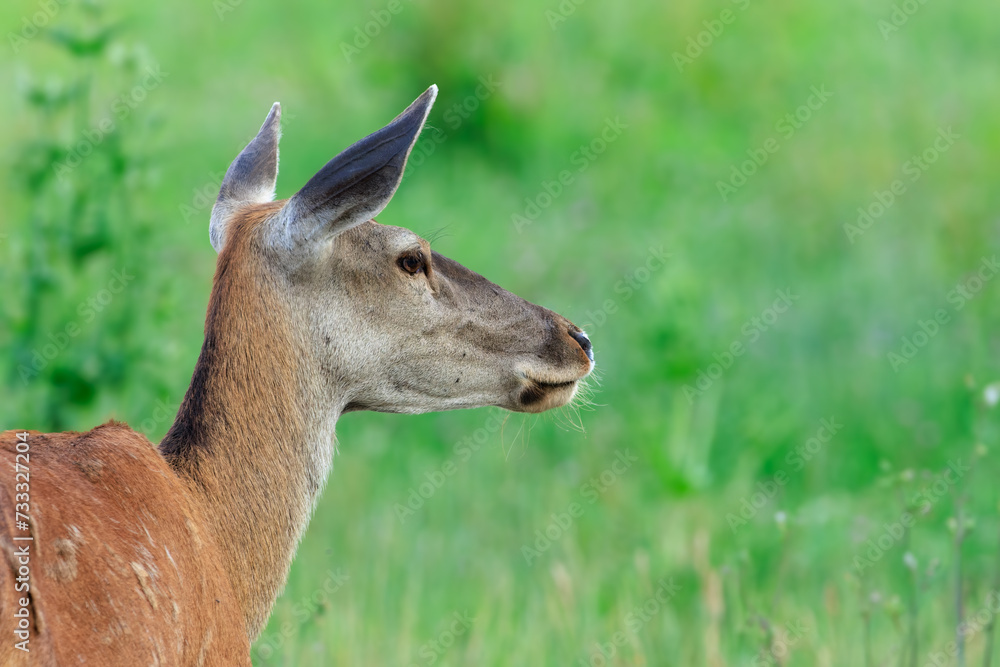 Close-up headshot of red deer doe from back (cervus elaphus).