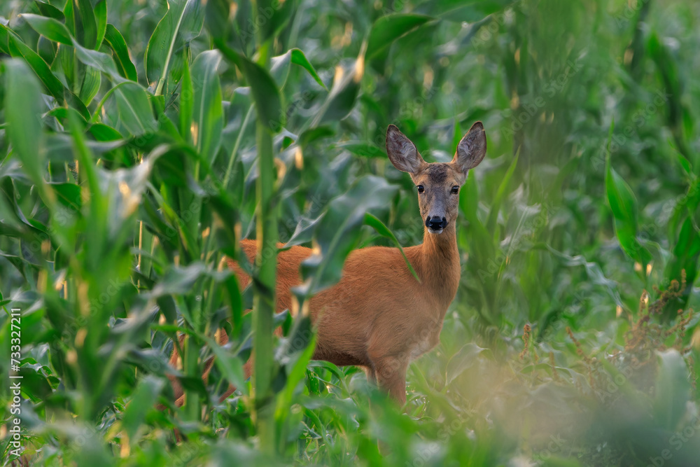 Roe deer (capreolus capreolus) in corn field Roe deer (capreolus capreolus) in corn field
