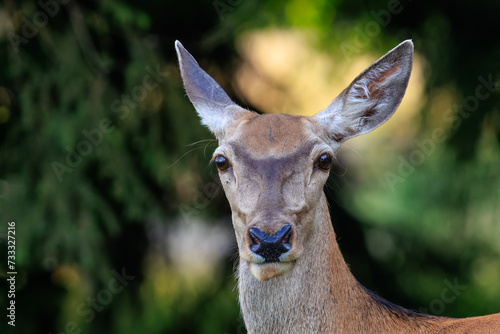 Close-up headshot of red deer doe (cervus elaphus).Her gentle eyes reflect a sense of serenity and wisdom, while her delicate ears stand attentively