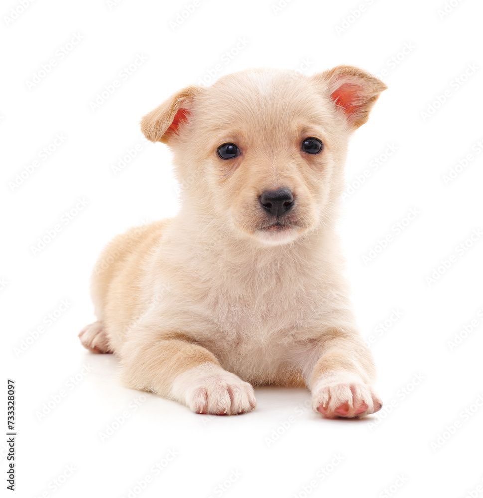 Small white puppy. Small white puppy.