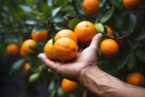 Capture of riped bunch of orange fruit on hand. Orange Fruit isolated on hand. Orange bunch on hand against fruits tree background. Orange garden. Oranges fruit on garner's hand. Citrus fruit.