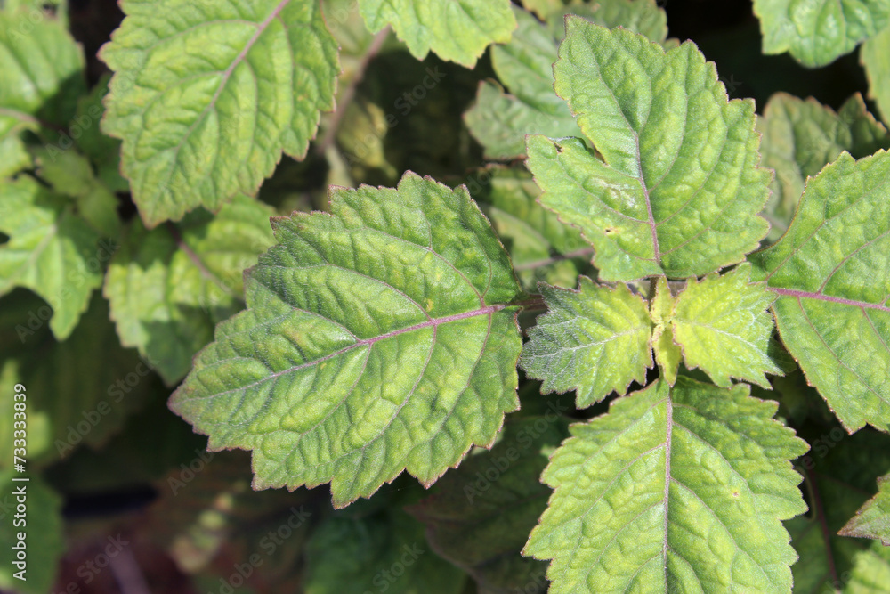 Patchouli Leaves in Java, Indonesia Patchouli Leaves in Java, Indonesia