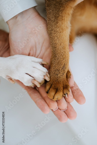 animal paws and people's hands crossed