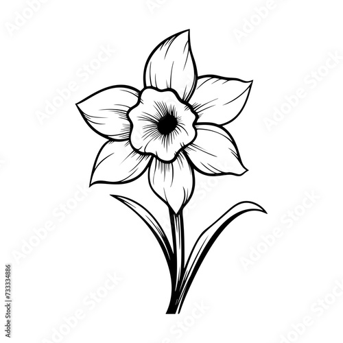 Daffodils Ink Vector Illustration