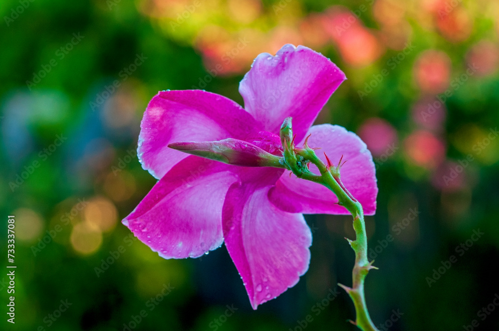 Single Mandevilla Bloom with Single Unopened Bud Single Mandevilla Bloom with Single Unopened Bud