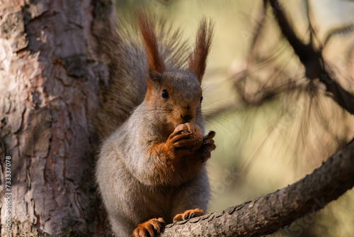 squirrel in the park