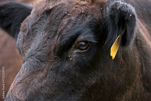 Bull's Eye
